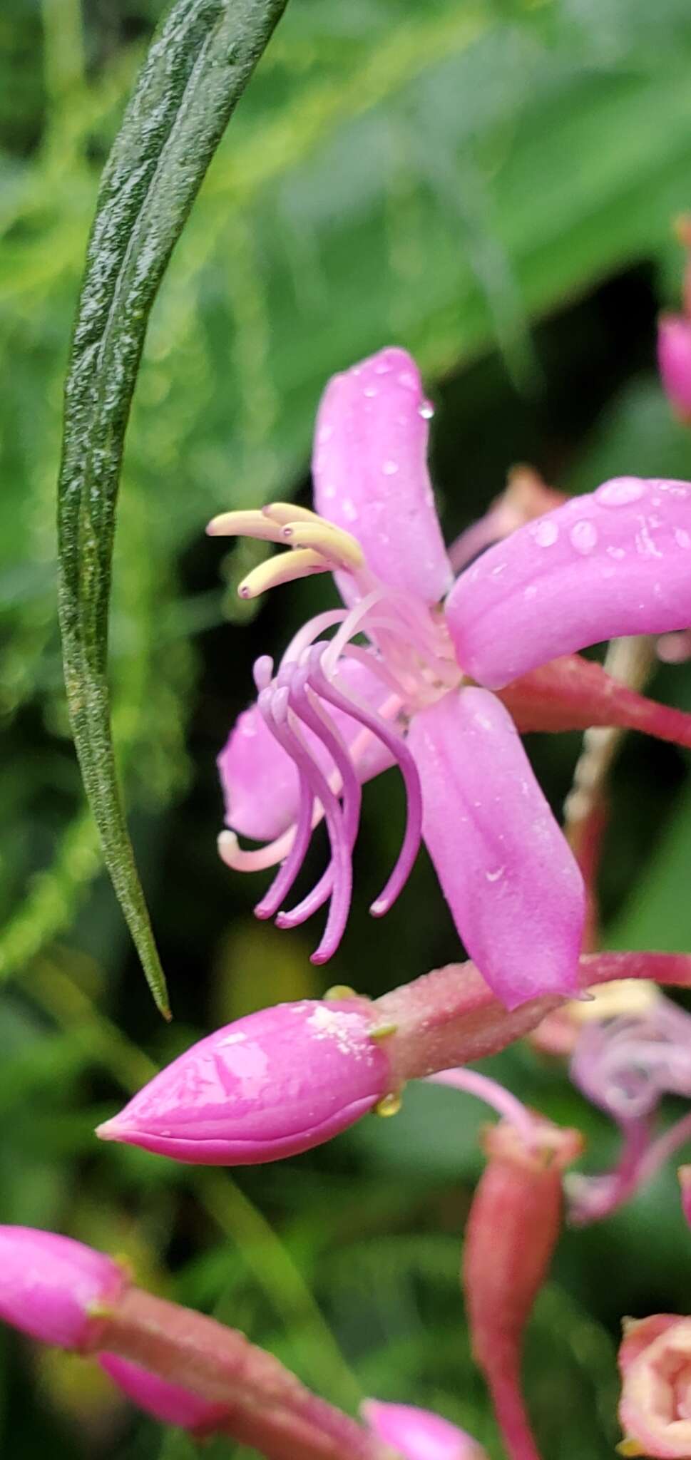 Image de Oxyspora paniculata (D. Don) DC.