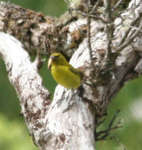 Image of Oahu Amakihi