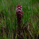 Image de Disa albomagentea E. G. H. Oliv. & Liltved