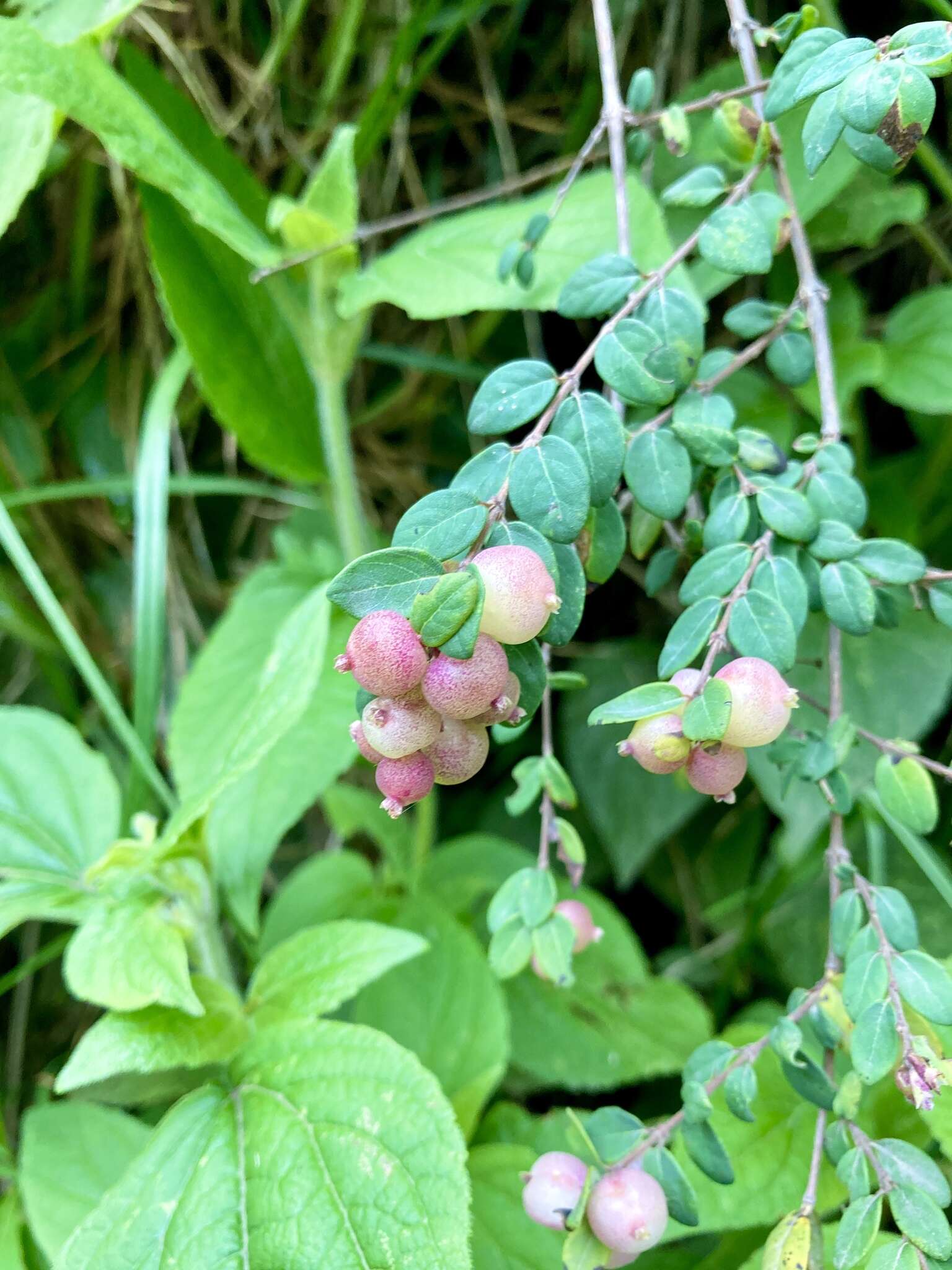 Image of pink snowberry