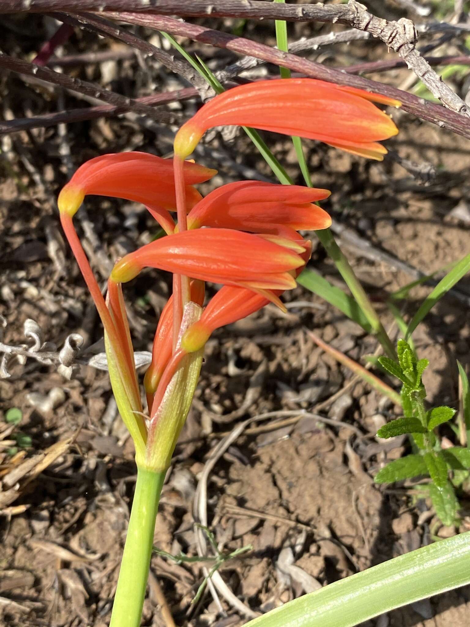 Image of Cyrtanthus bicolor R. A. Dyer