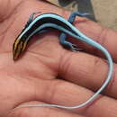 Image of Angolan Blue-tailed Skink