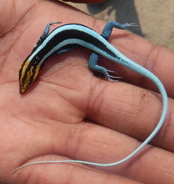 Image of Angolan Blue-tailed Skink