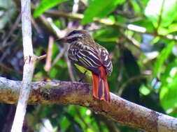 Image of Sulphur-bellied Flycatcher