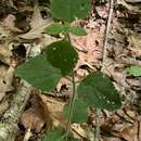 Image de Scutellaria elliptica var. hirsuta (A. Gray) Fernald