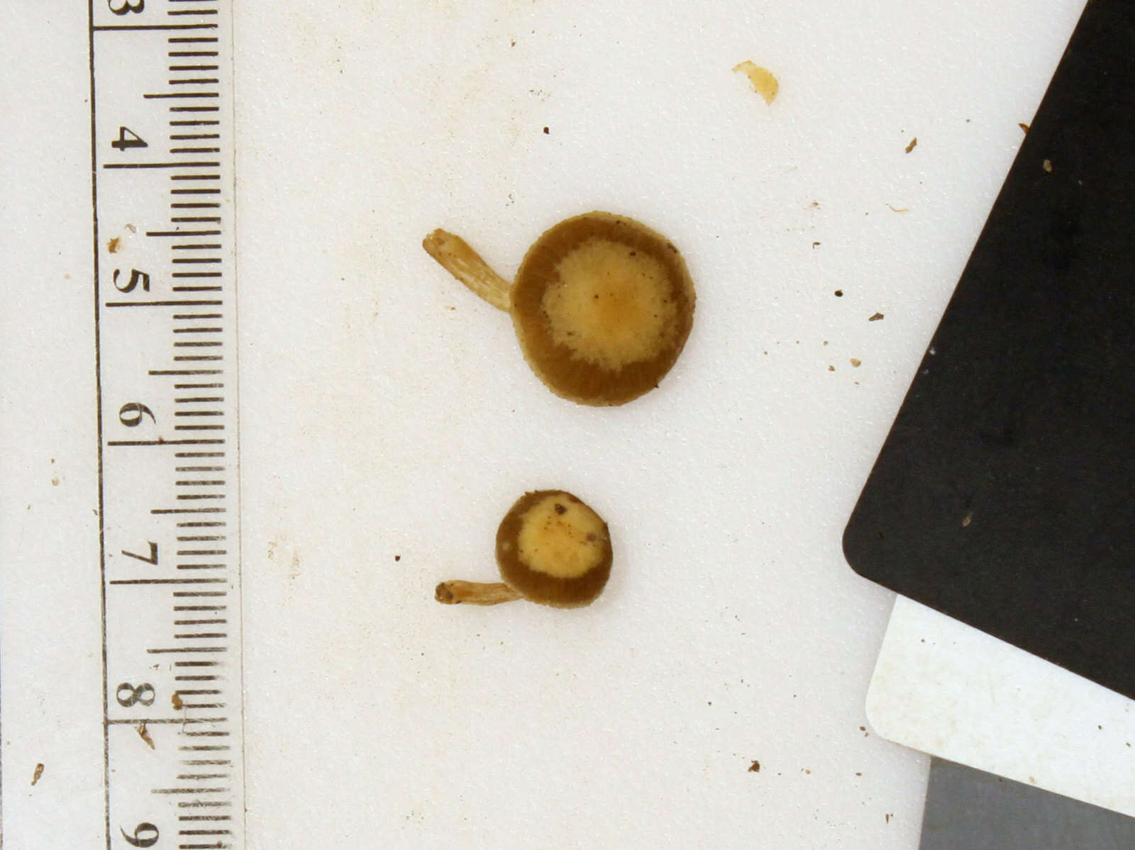 Image of Simocybe serrulata (Murrill) Singer 1962