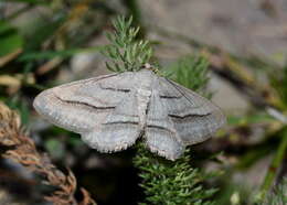 Plancia ëd Afriberina nobilitaria Staudinger 1892