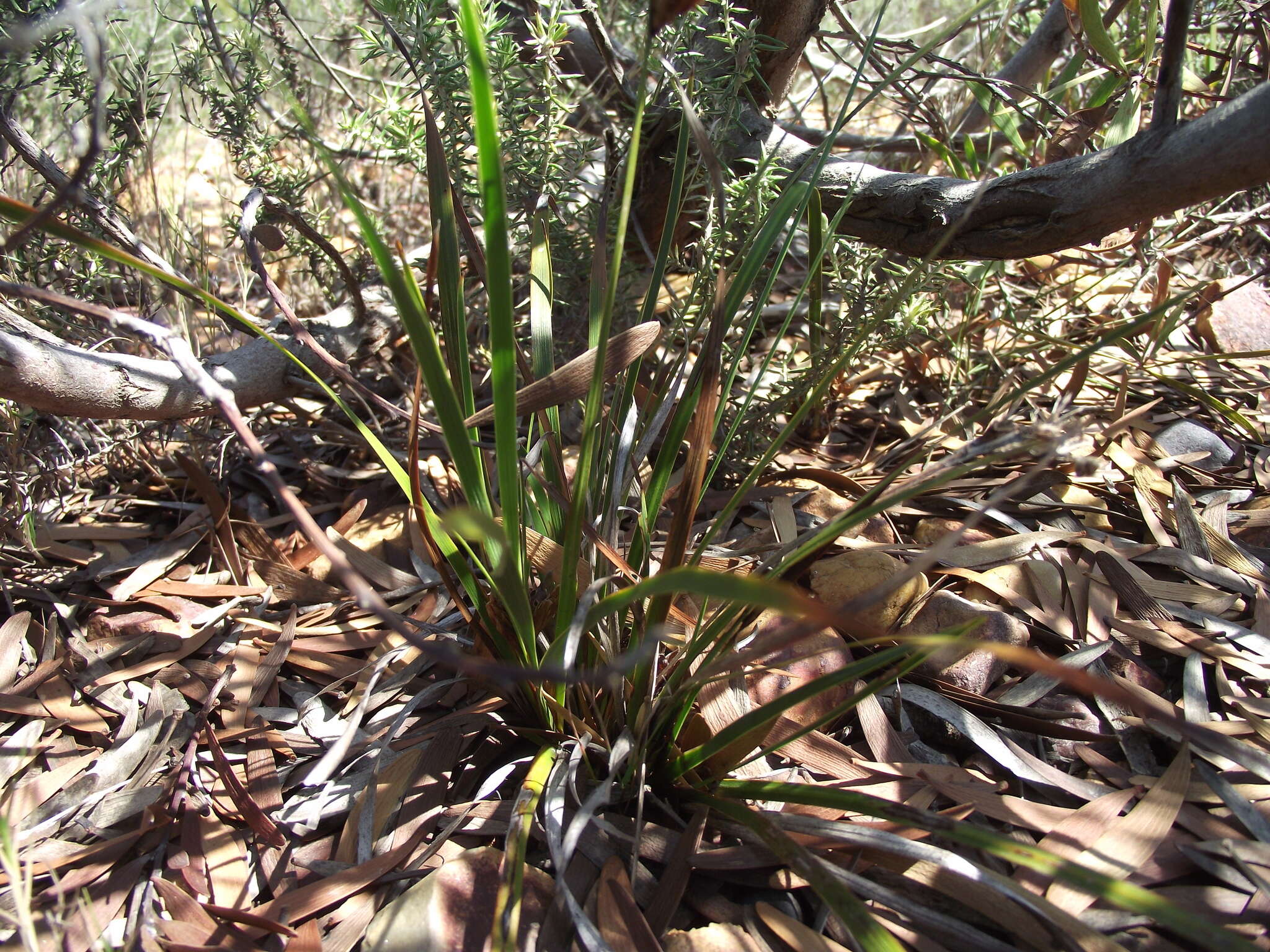 Image of Aristea abyssinica Pax