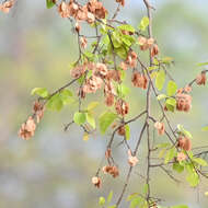 Image de Holoptelea integrifolia (Roxb.) Planch.