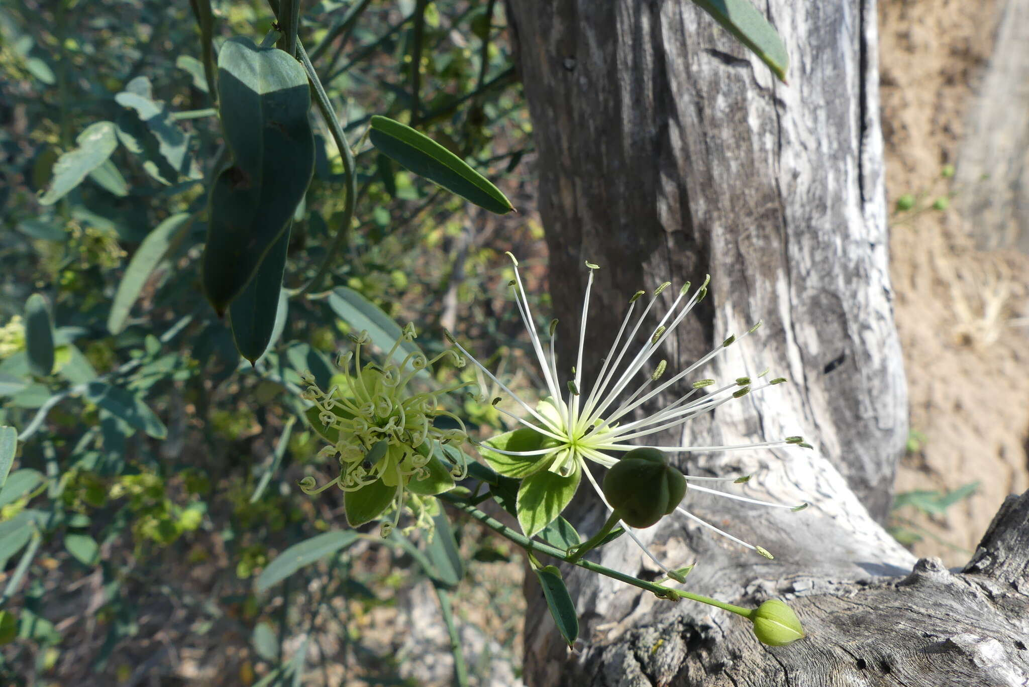 Imagem de Maerua juncea subsp. juncea