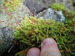 Image of racomitrium moss