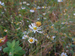 Image of rice button aster