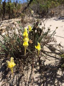 Plancia ëd Linaria polygalifolia Hoffmgg. & Link