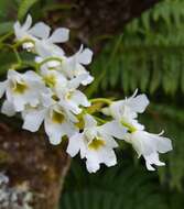 Image de Beclardia macrostachya (Thouars) A. Rich.