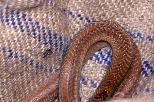 Image of Indian cobra