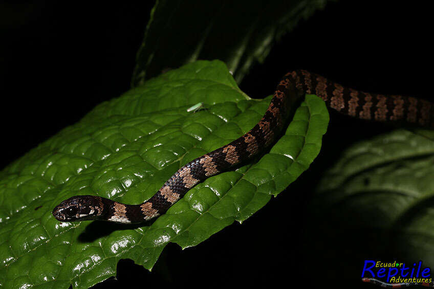 Image of Dipsas elegans (Boulenger 1896)