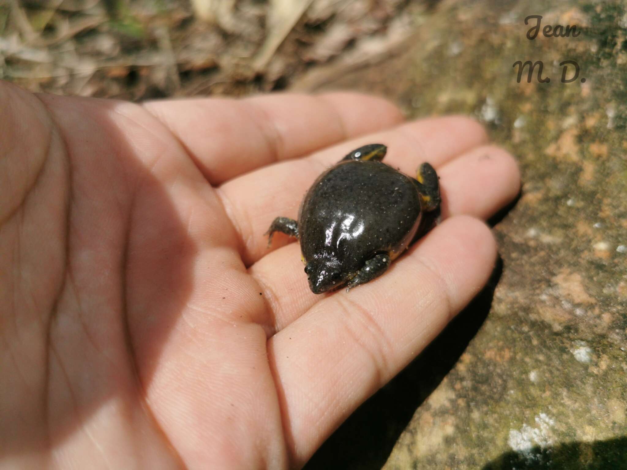 Image of Elachistocleis cesarii (Miranda-Ribeiro 1920)