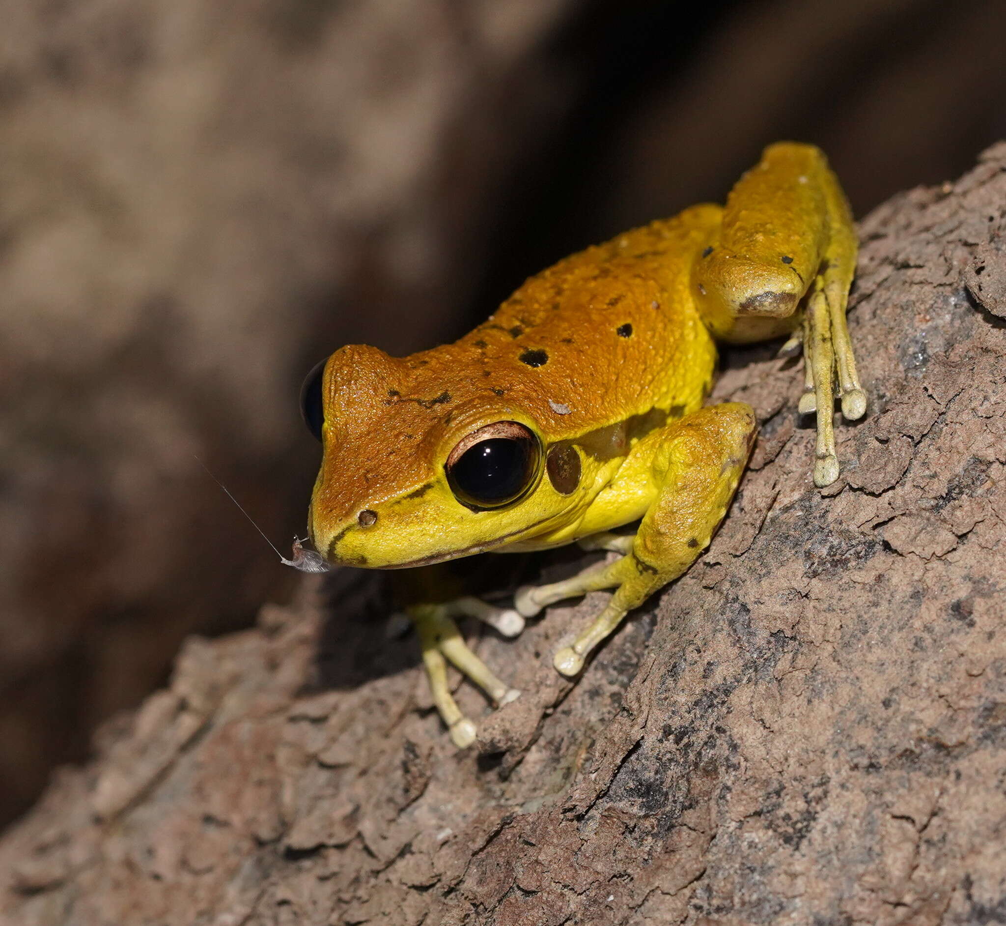 Image of Ranoidea wilcoxii (Günther 1864)