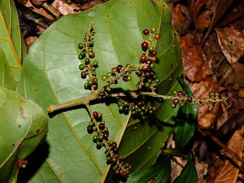 Image of Hieronyma alchorneoides Allemão