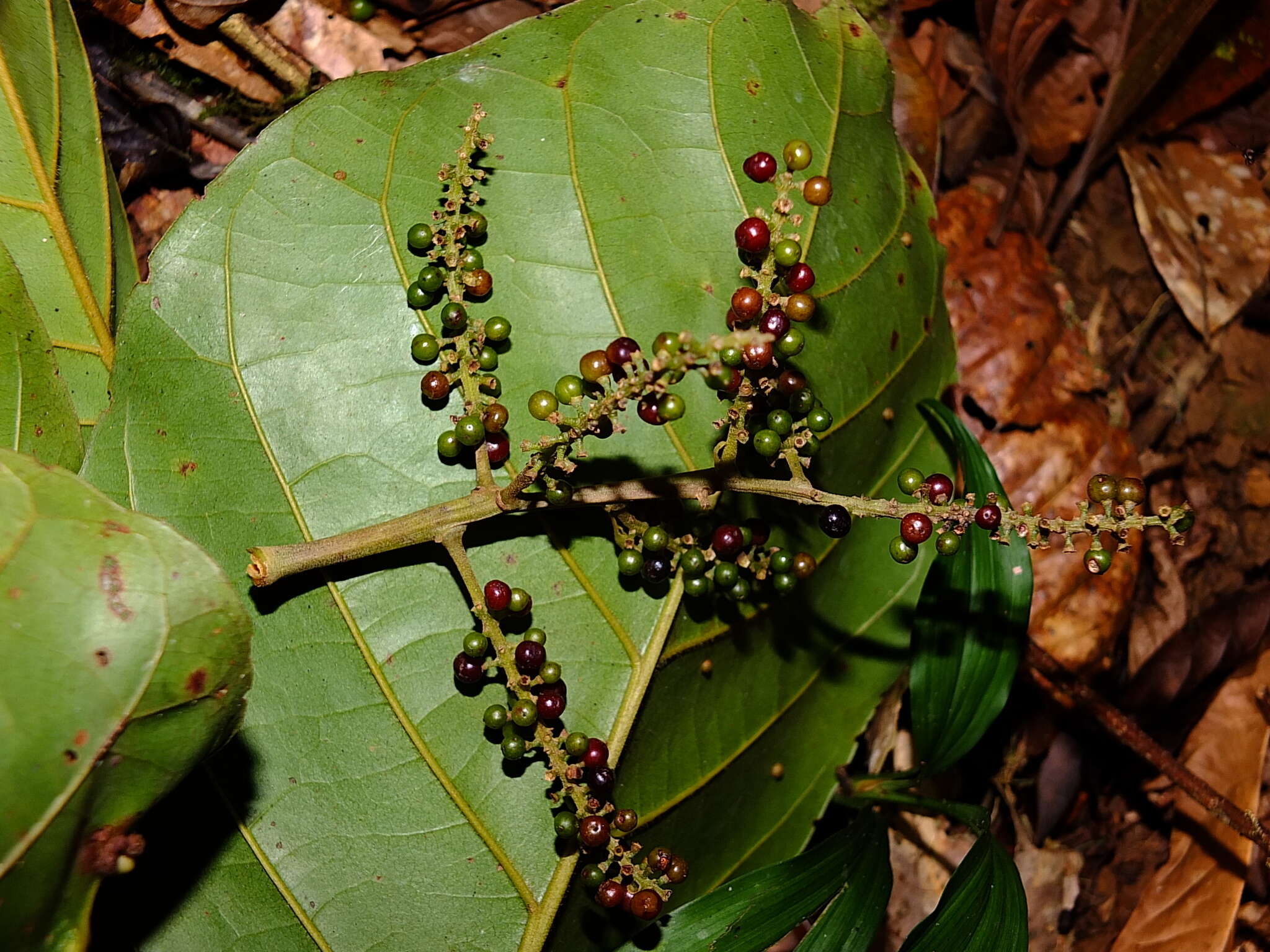 Image of Hieronyma alchorneoides Allemão