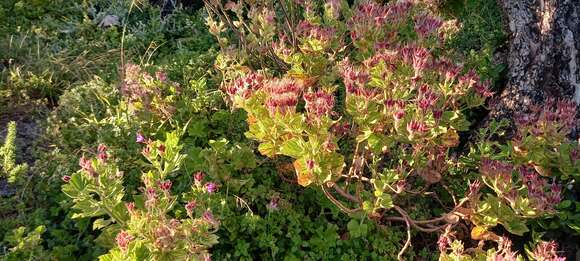 Image of Pelargonium cucullatum subsp. cucullatum