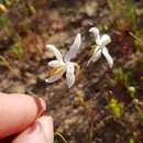 Image of Hesperantha marlothii R. C. Foster