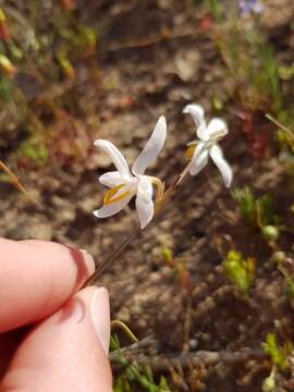 Image of Hesperantha marlothii R. C. Foster