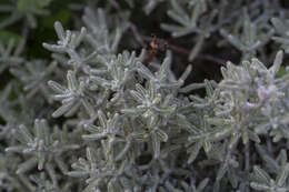 Achillea cretica L.的圖片