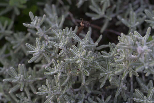 Image of Achillea cretica L.