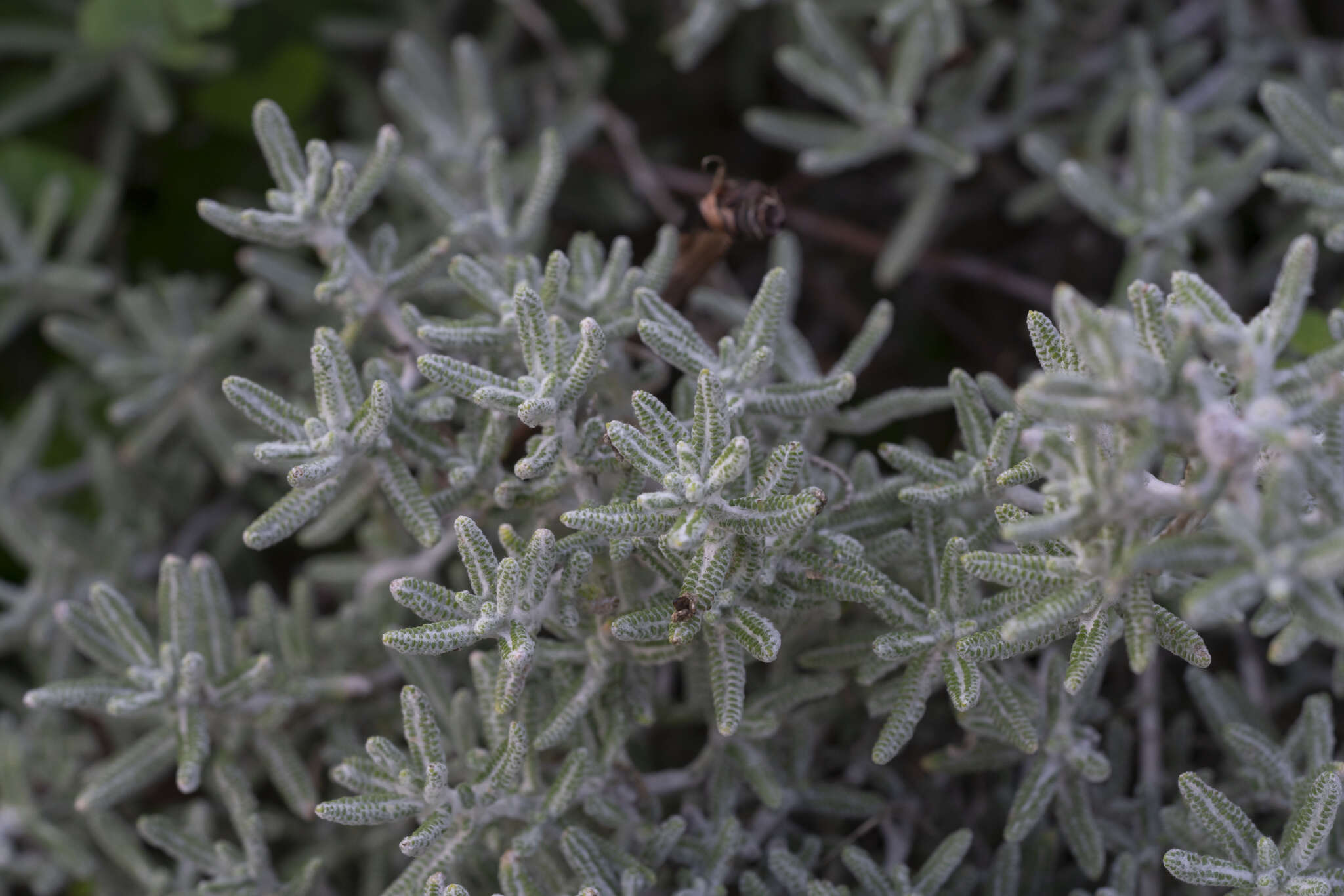 Achillea cretica L.的圖片