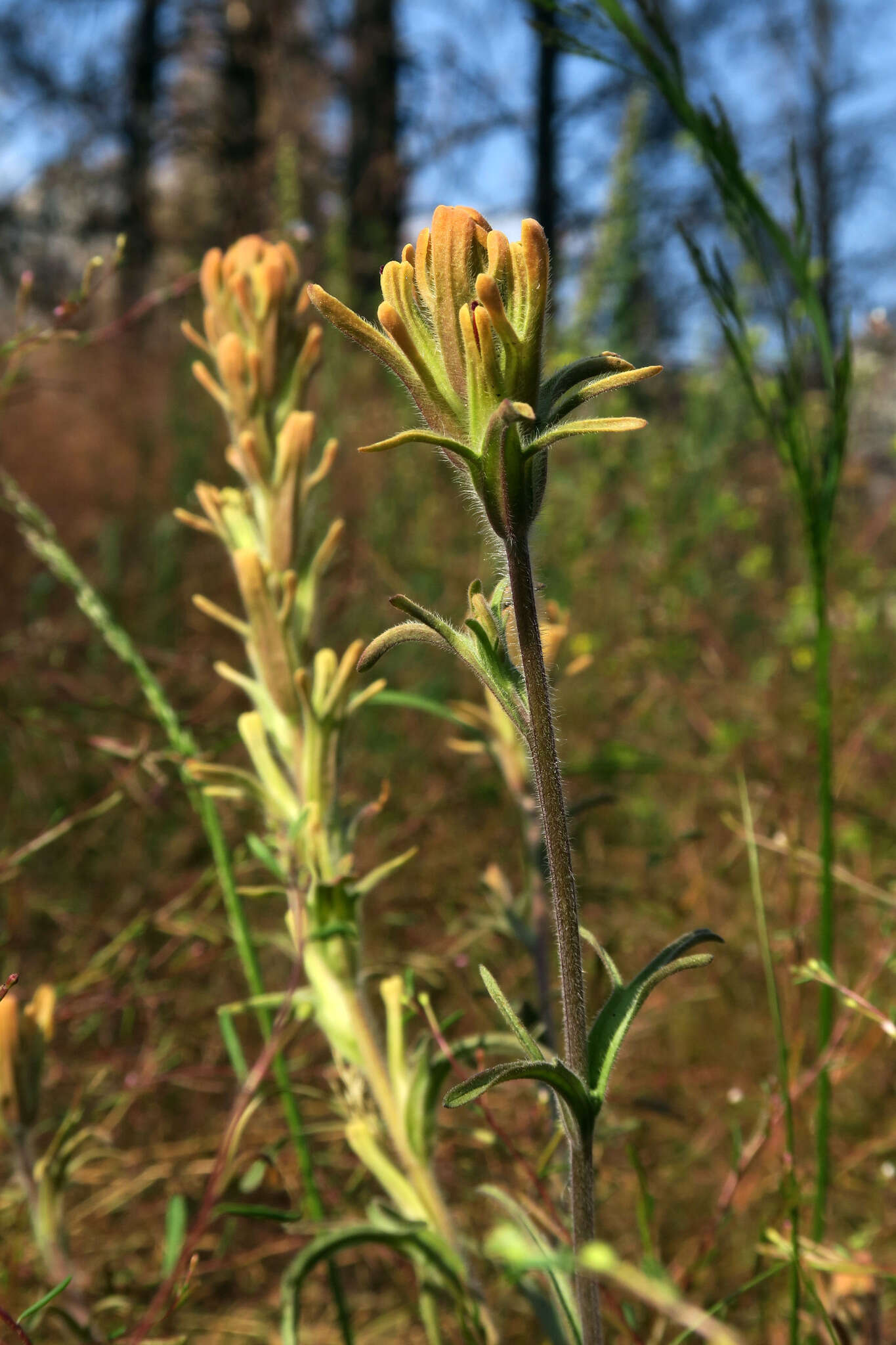 Image of Salmon Creek Indian paintbrush