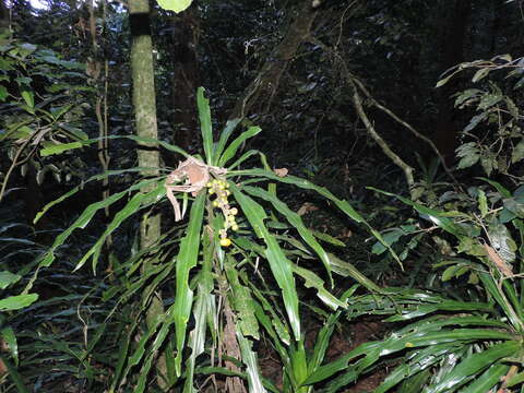 Image of fragrant dracaena