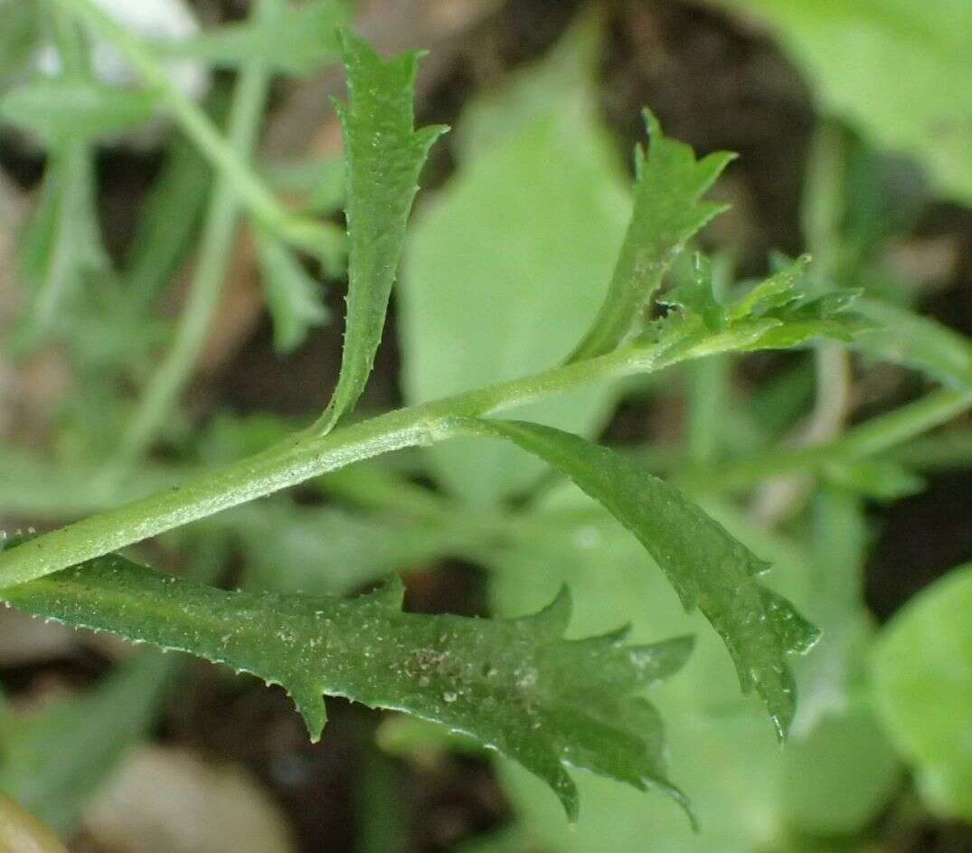 Image de Lepidium desvauxii Thell.