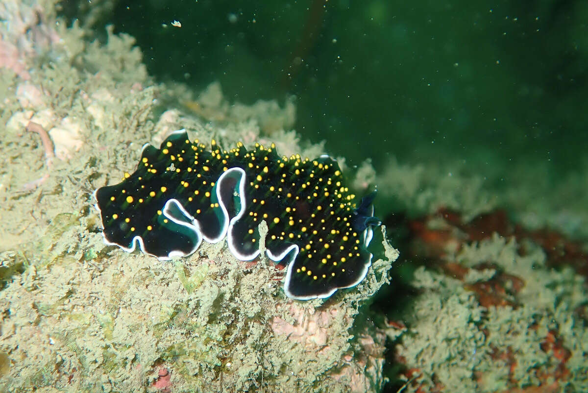 Image of Yellow papillae flatworm