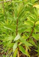 Image of Canada goldenrod