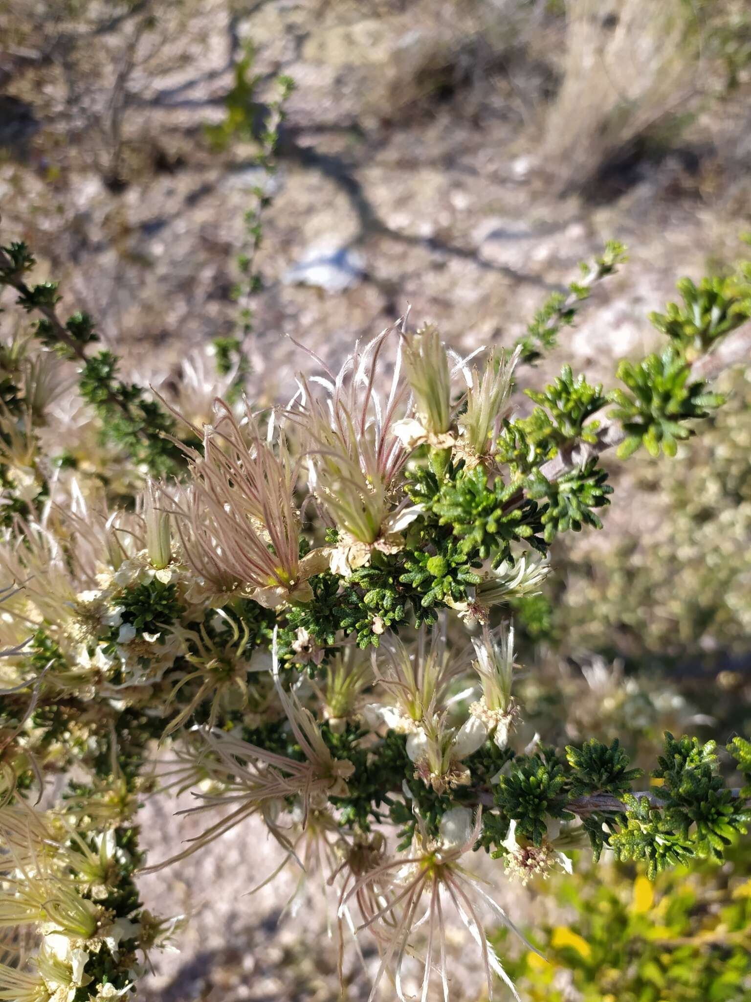 Image of Mexican cliffrose