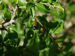 Image of <i>Labidostomis taxicornis</i>