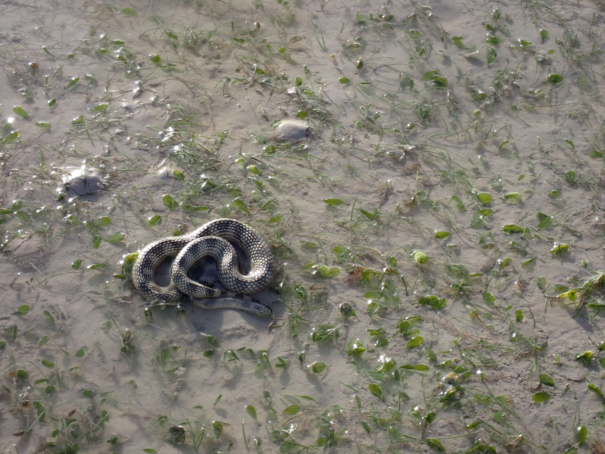 Image of North-western Mangrove Seasnake