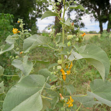 Imagem de Abutilon angulatum (Guill. & Perr.) Mast.