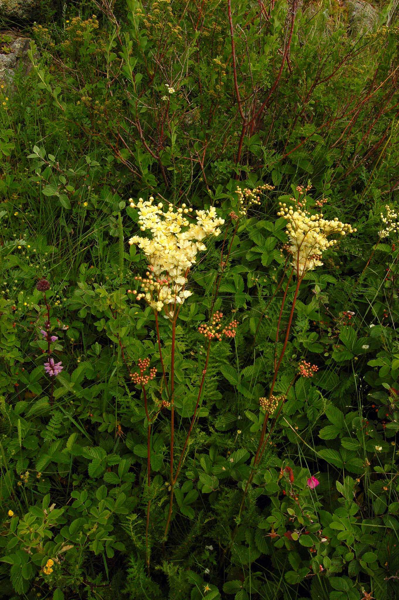 Plancia ëd Filipendula vulgaris Moench