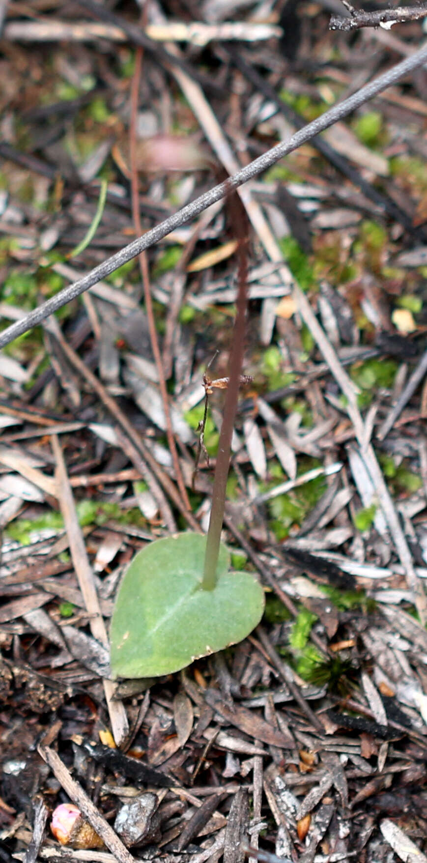 Image of Corybas rotundifolius (Hook. fil.) Rchb. fil.