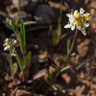 Image de Polycarena aurea Benth.