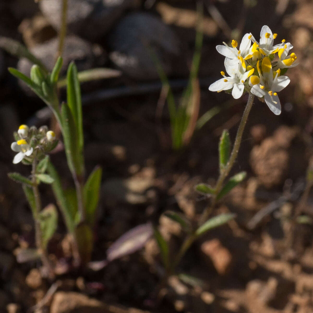 Image de Polycarena aurea Benth.