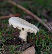 Image de Amanita farinacea (Sacc.) Cleland & Cheel 1914