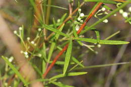 Image of Zieria laxiflora (Benth.) Domin