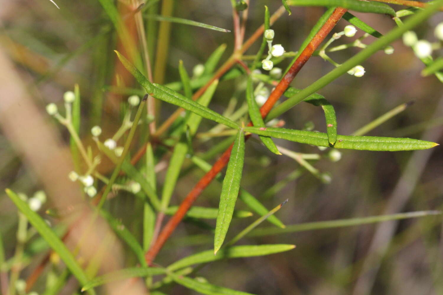 Image of Zieria laxiflora (Benth.) Domin