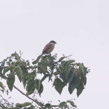 Image of Brown Shrike