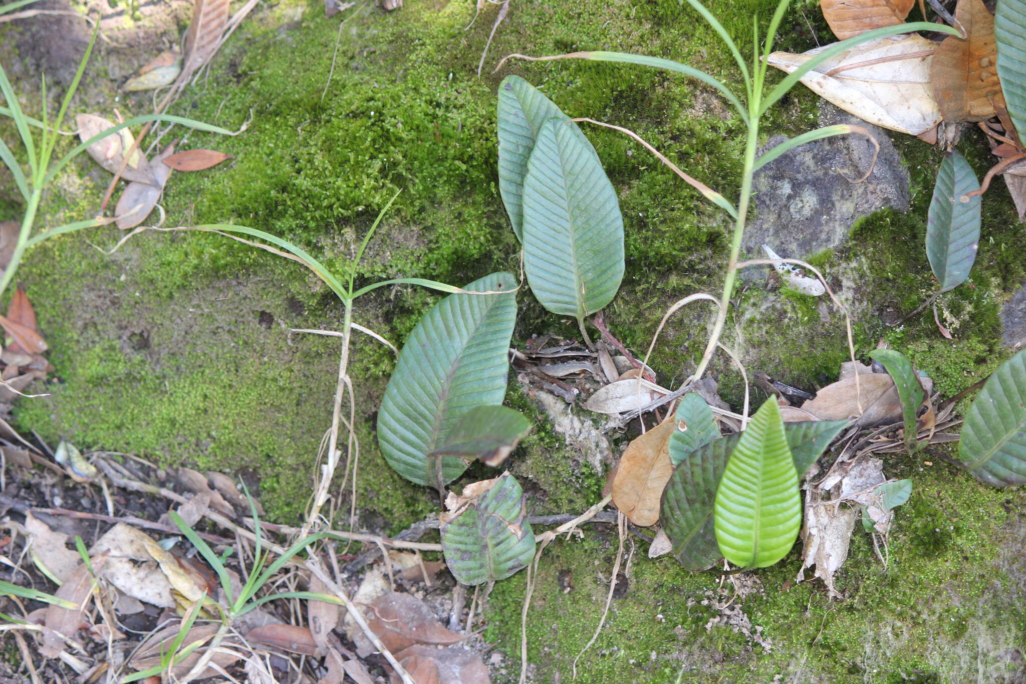 Image of Selliguea feei Bory