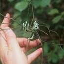 Image of Microcoelia caespitosa (Rolfe) Summerh.