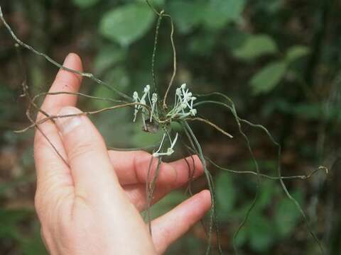 Image of Microcoelia caespitosa (Rolfe) Summerh.